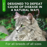 SalutemPet Cat Antibiotic for Infections UTIs Respiratory Moments Cold, & Allergies 2 Fl.Oz.