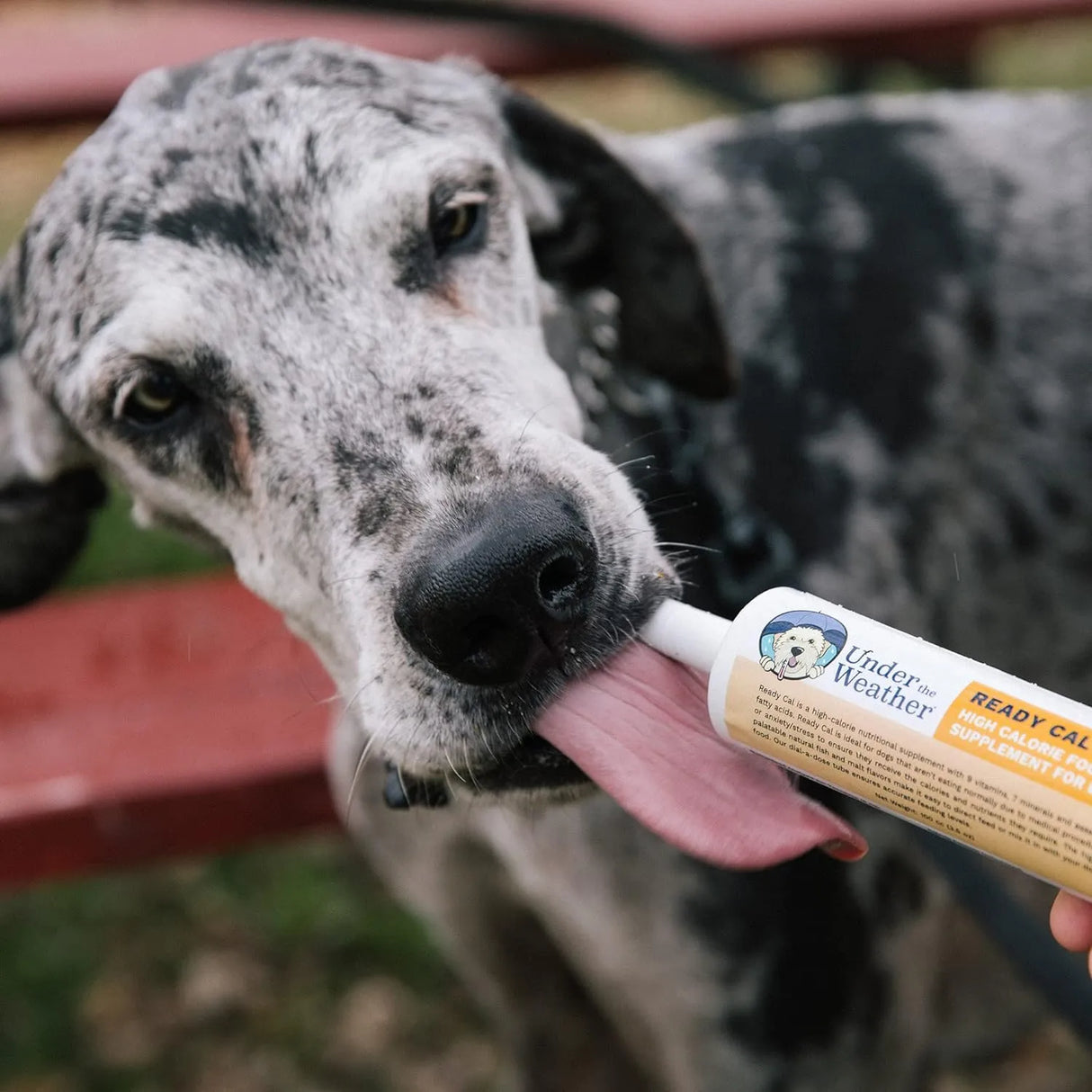 UNDER THE WEATHER - Under the Weather Pet Ready Cal for Dogs 100cc High Calorie Supplement - The Red Vitamin MX - Multivitamínicos Para Perros - {{ shop.shopifyCountryName }}