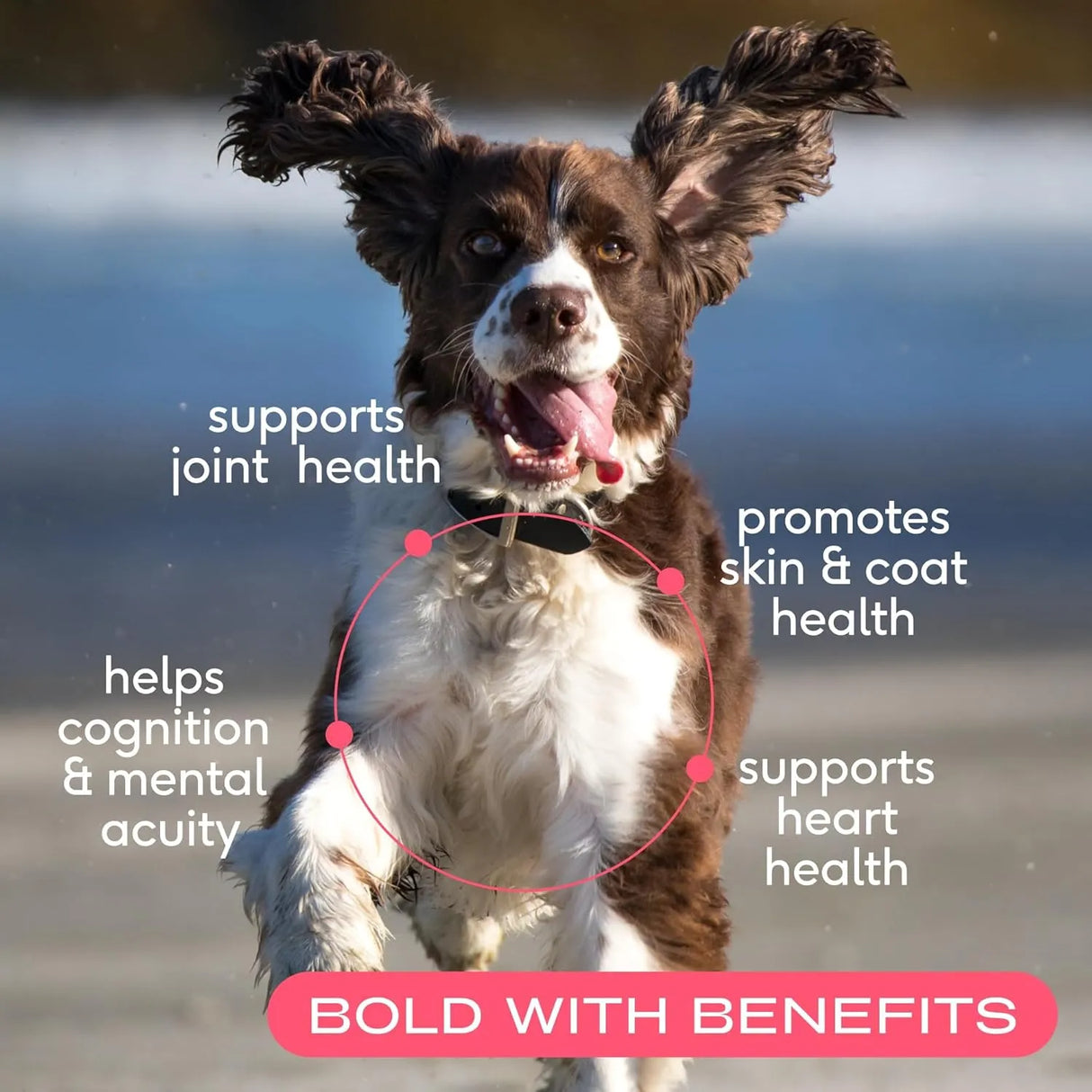 NATIVE PET - Native Pet Salmon Oil for Dogs & Cats 8 Fl.Oz. - The Red Vitamin MX - Aceite De Pescado Para Perros - {{ shop.shopifyCountryName }}