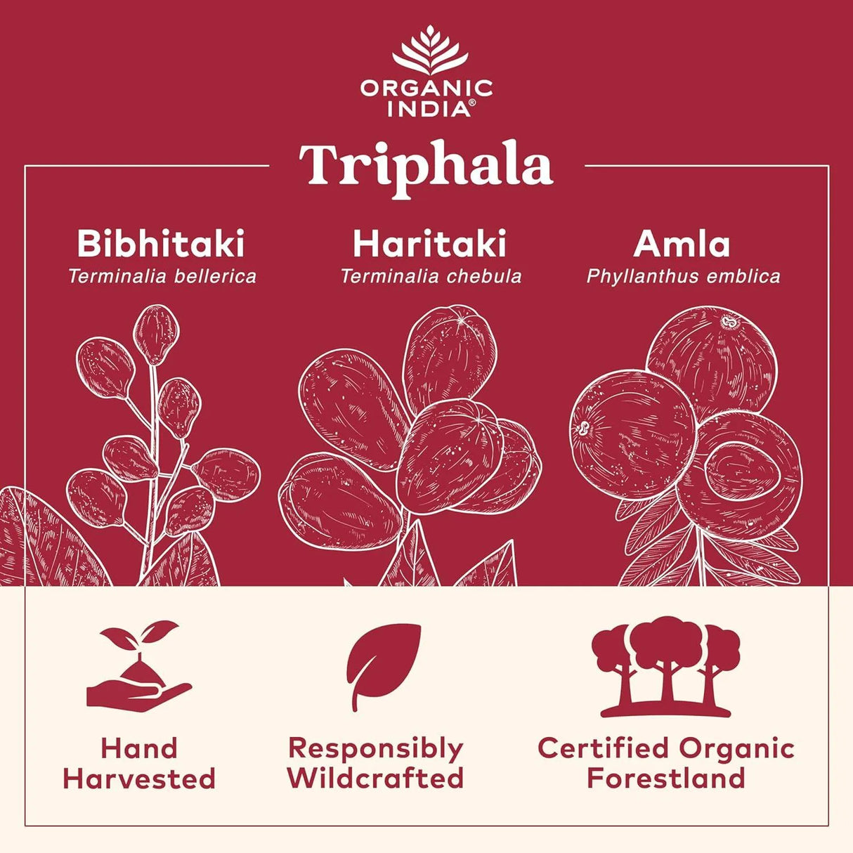 ORGANIC INDIA - Organic India Triphala 180 Capsulas - The Red Vitamin MX - Suplementos Alimenticios - {{ shop.shopifyCountryName }}