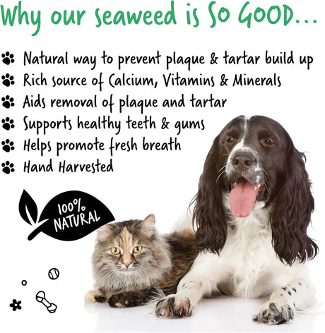 BUGALUGS - BUGALUGS Plaque Off Remover for Dog Teeth & Bad Breath 70Gr. - The Red Vitamin MX - Cuidado Dental Para Perros - {{ shop.shopifyCountryName }}