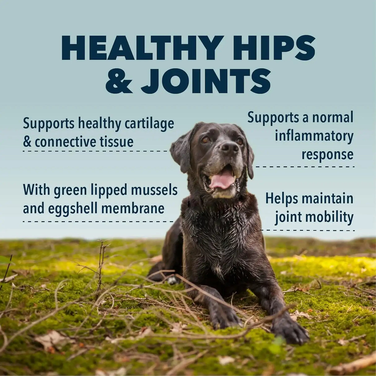 FOUR LEAF ROVER - FOUR LEAF ROVER Hip & Joint Mobility & Joint Support with Glucosamine and Chondroitin for Dogs 67.5Gr. - The Red Vitamin MX - Cuidado De Cadera Y Articulaciones Para Perros - {{ shop.shopifyCountryName }}