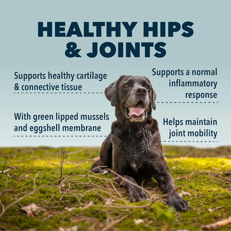 FOUR LEAF ROVER - FOUR LEAF ROVER Hip & Joint Mobility & Joint Support with Glucosamine and Chondroitin for Dogs 67.5Gr. - The Red Vitamin MX - Cuidado De Cadera Y Articulaciones Para Perros - {{ shop.shopifyCountryName }}