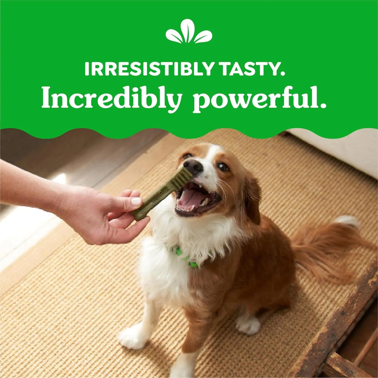 GREENIES - Greenies Petite Natural Dental Care Dog Treats Fresh Flavor 20 Piezas - The Red Vitamin MX - Cuidado Dental Para Perros - {{ shop.shopifyCountryName }}