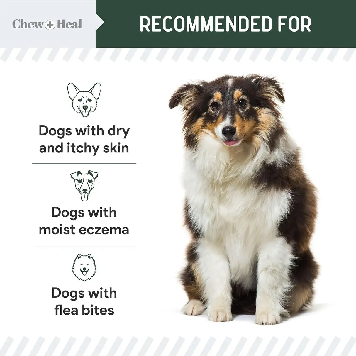 CHEW + HEAL - Chew + Heal Labs Hydrocortisone Lotion for Dogs 8 Fl.Oz. - The Red Vitamin MX - Remedios Para La Picazón De Perros - {{ shop.shopifyCountryName }}