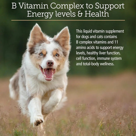 RX VITAMINS - Rx Vitamins Amino B Plex Cat & Dog Supplement 4 Fl.Oz. - The Red Vitamin MX - Medicamentos Sin Receta Para Perros - {{ shop.shopifyCountryName }}