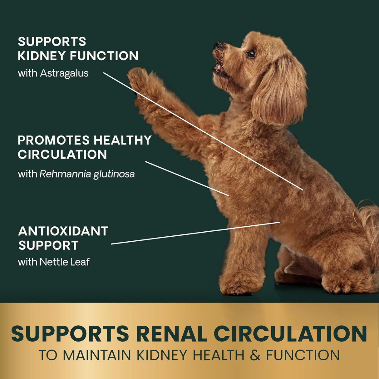 VETRISCIENCE - VetriScience Kidney Health 60 Tabletas Masticables - The Red Vitamin MX - Suplementos Herbales Para Perros - {{ shop.shopifyCountryName }}