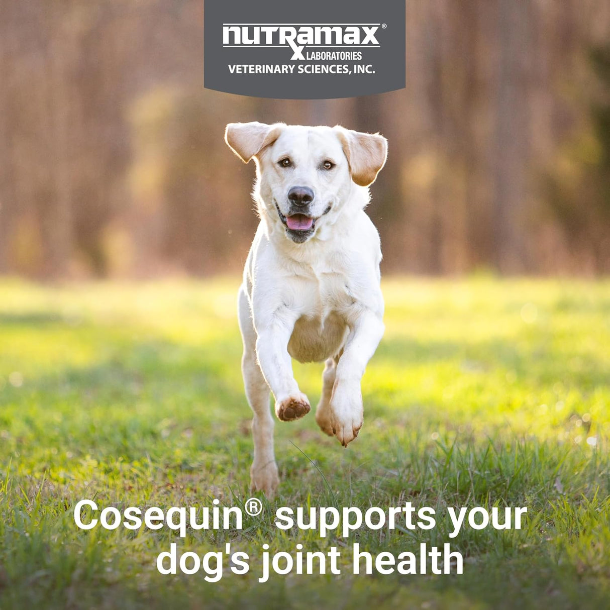 Nutramax Cosequin Joint Health Supplement for Dogs 120 Masticables