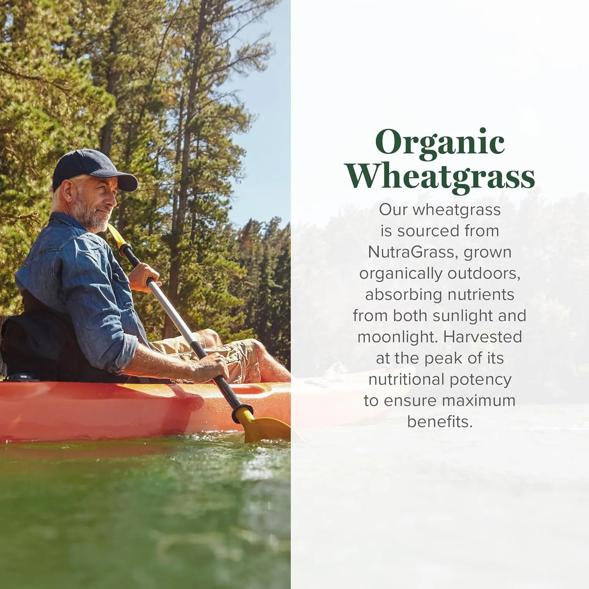 GLOBAL HEALING CENTER - Global Healing Wheat Grass Powder Organic 180Gr. - The Red Vitamin MX - Suplementos Alimenticios - {{ shop.shopifyCountryName }}