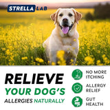 STRELLALAB - StrellaLab Dog Allergy Relief & Anti Itch Support Chews Bacon 120 Masticables - The Red Vitamin MX - Remedios Para La Picazón De Perros - {{ shop.shopifyCountryName }}