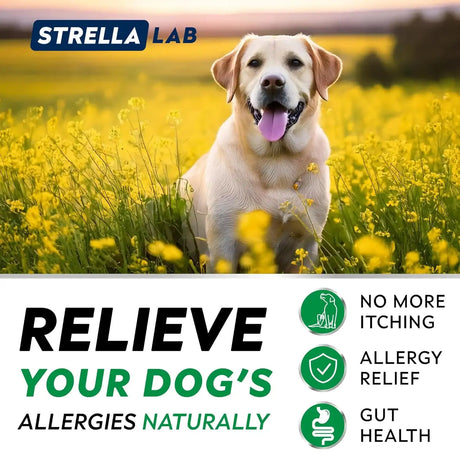 STRELLALAB - StrellaLab Dog Allergy Relief & Anti Itch Support Chews Bacon 120 Masticables - The Red Vitamin MX - Remedios Para La Picazón De Perros - {{ shop.shopifyCountryName }}