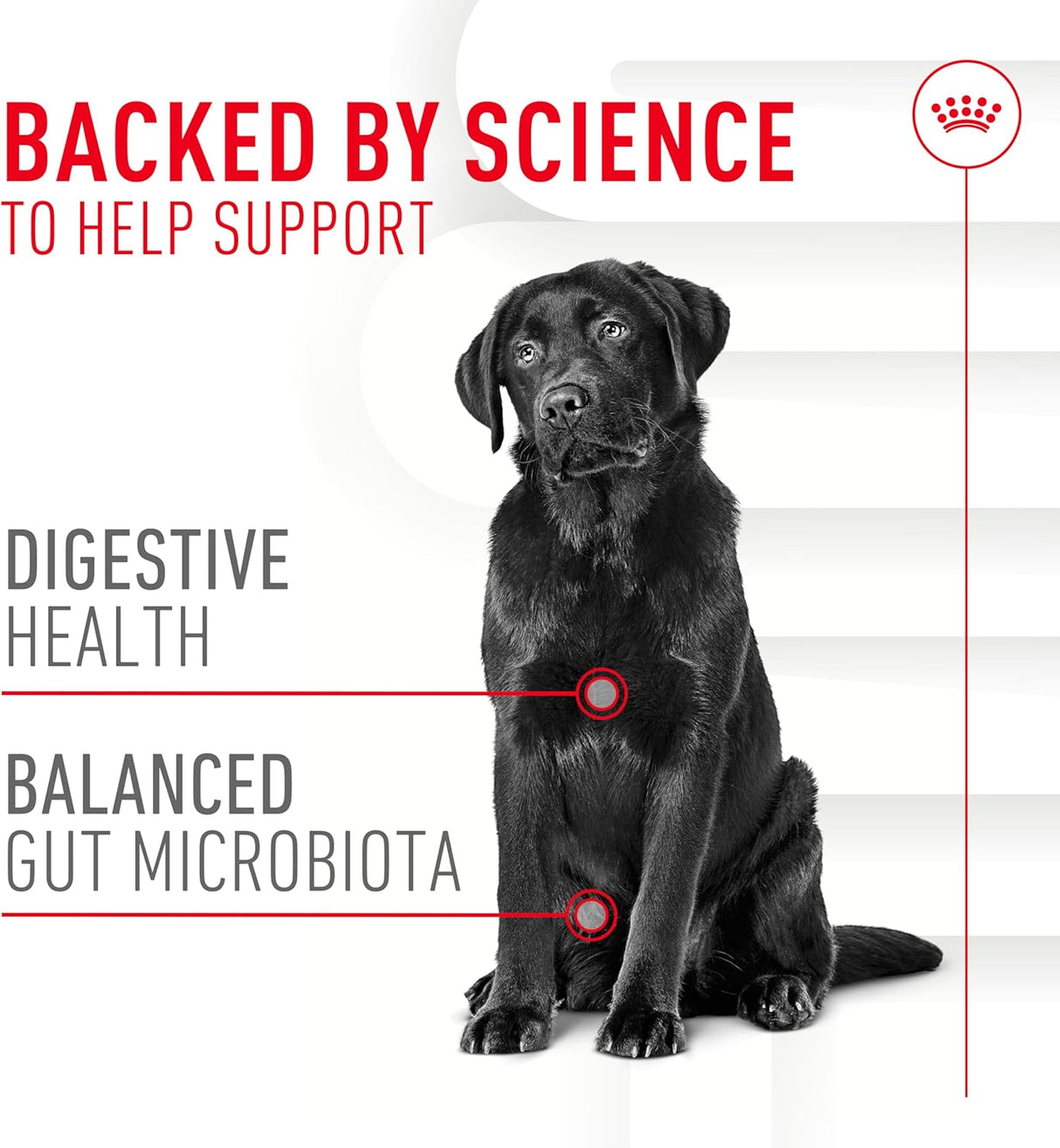 Royal Canin Digestive Supplement Soft Chews for Adult Dogs 60 Masticables