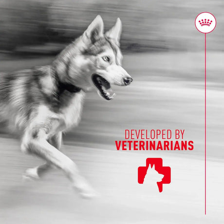 ROYAL CANIN - Royal Canin Joint Supplement Soft Chews for Adult Dogs 60 Masticables - The Red Vitamin MX - Cuidado De Cadera Y Articulaciones Para Perros - {{ shop.shopifyCountryName }}