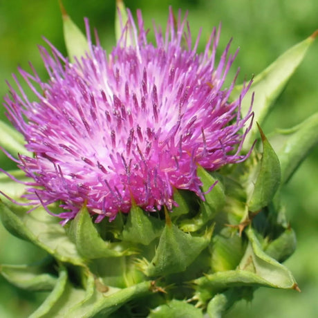 HERB PHARM - Herb Pharm Milk Thistle Seed Extract 140Mg. 60 Capsulas - The Red Vitamin MX - Suplementos Alimenticios - {{ shop.shopifyCountryName }}