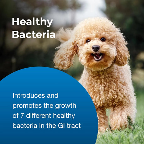 PETAG - PetAg Bene-Bac Plus FOS & Probiotics 127Gr. - The Red Vitamin MX - Probióticos Para Perros - {{ shop.shopifyCountryName }}