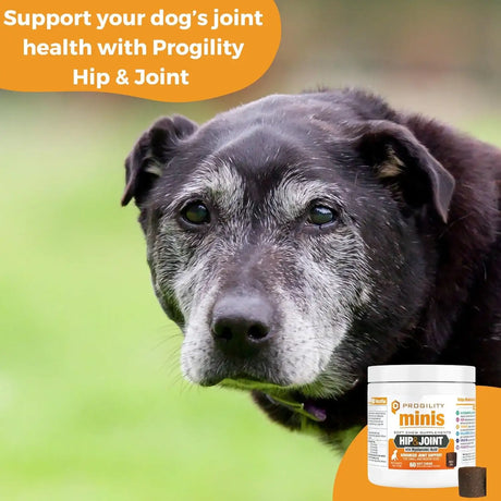 NOOTIE - Nootie Progility Mini Hip & Joint Small & Medium Breed Chew Supplement for Dogs 60 Masticables - The Red Vitamin MX - Cuidado De Cadera Y Articulaciones Para Perros - {{ shop.shopifyCountryName }}