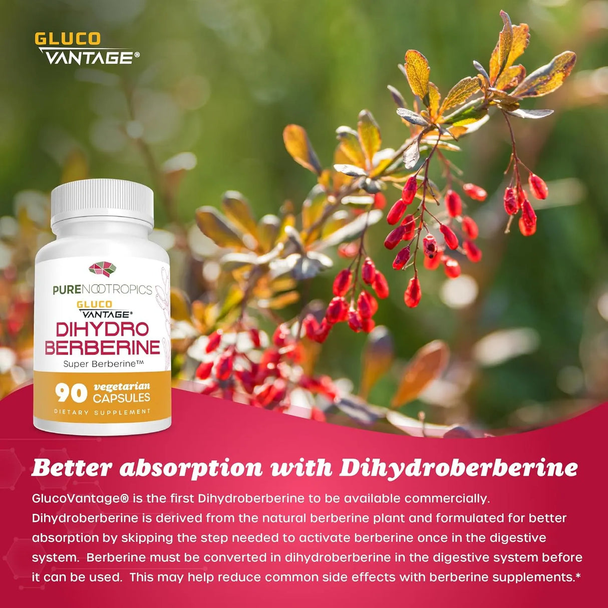 PURE NOOTROPICS - Pure Nootropics Dihydroberberine 100Mg. 90 Capsulas - The Red Vitamin MX - Suplementos Alimenticios - {{ shop.shopifyCountryName }}