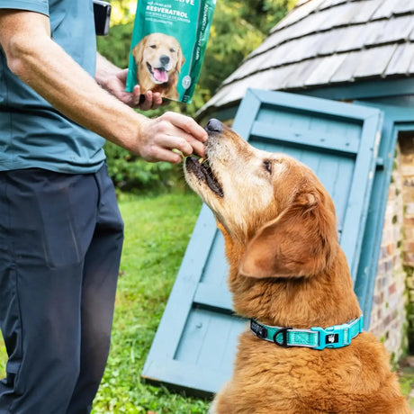 PETHRIVE - PetThrive Dog Hip and Joint Support Soft Chews Large Breed 90 Masticables - The Red Vitamin MX - Cuidado De Cadera Y Articulaciones Para Perros - {{ shop.shopifyCountryName }}