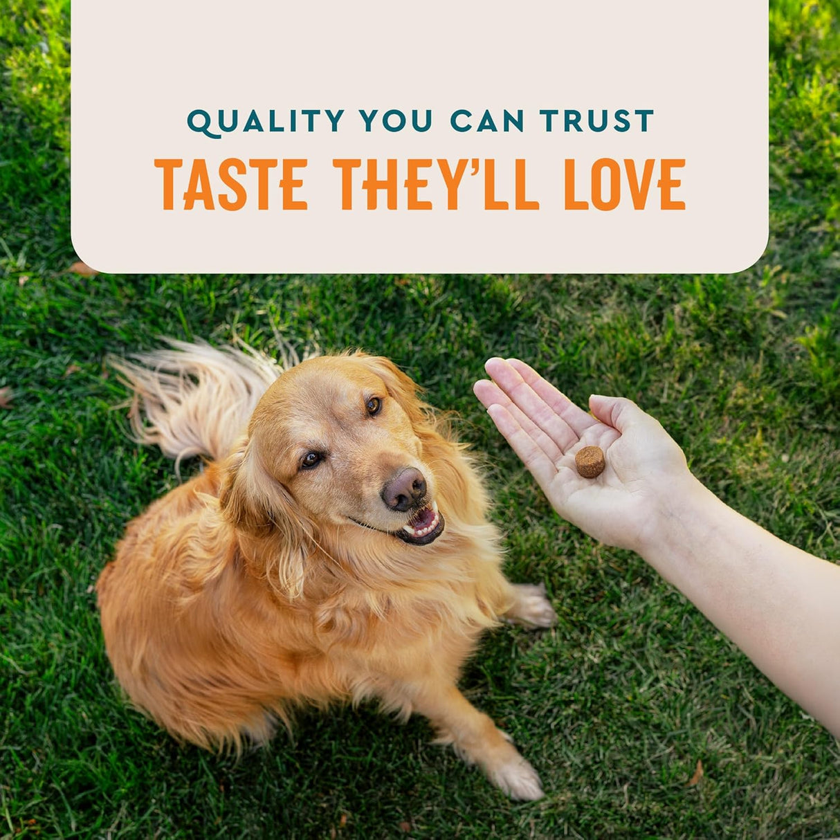 VetIQ Skin and Coat Supplement for Dogs 60 Masticables