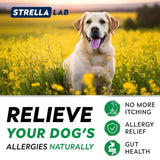 STRELLALAB - StrellaLab Advanced Dog Allergy Relief & Anti Itch Support Chews Bacon 120 Masticables - The Red Vitamin MX - Remedios Para La Picazón De Perros - {{ shop.shopifyCountryName }}