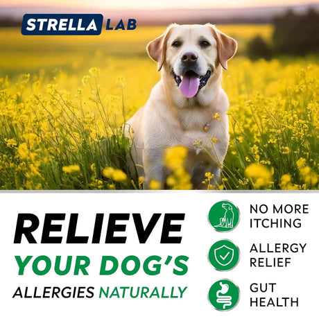 STRELLALAB - StrellaLab Advanced Dog Allergy Relief & Anti Itch Support Chews Bacon 120 Masticables - The Red Vitamin MX - Remedios Para La Picazón De Perros - {{ shop.shopifyCountryName }}