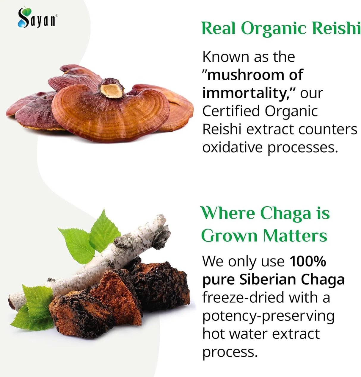 SAYAN - Sayan Siberian Chaga and Organic Reishi Mushroom Extract 90 Capsulas - The Red Vitamin MX - Suplementos Alimenticios - {{ shop.shopifyCountryName }}