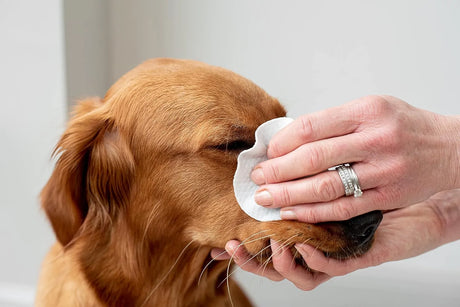PET WIZ - pet wiz Aloe Vera Eye Wipes for Cleaning Dogs & Cats 120 Toallitas - The Red Vitamin MX - Cuidado De Los Ojos De Los Perros - {{ shop.shopifyCountryName }}