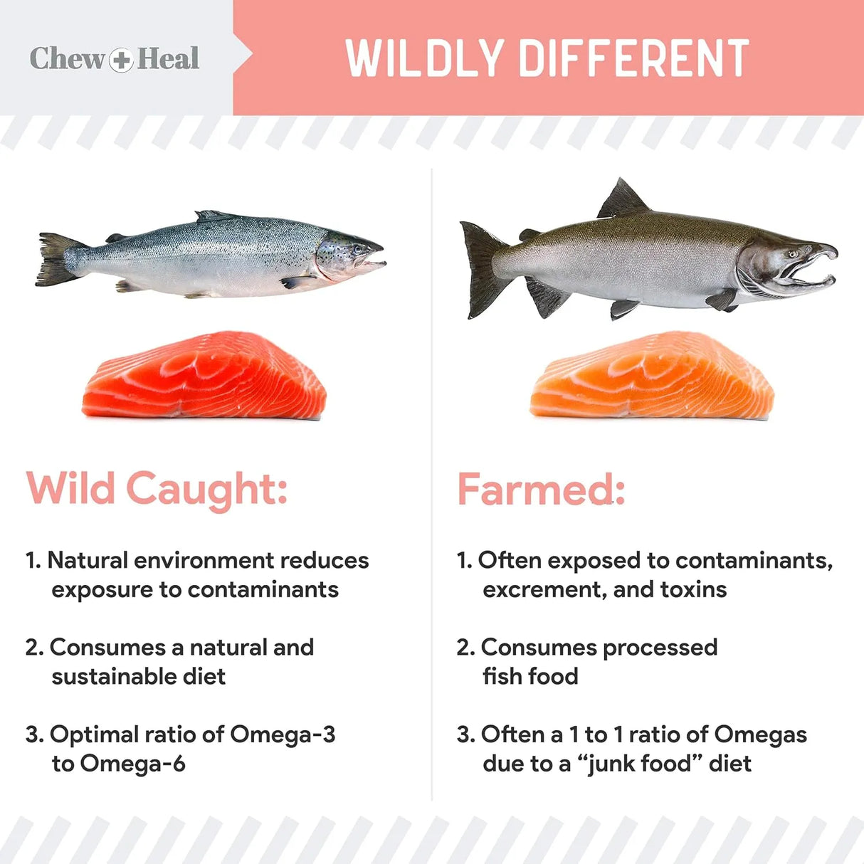 CHEW + HEAL - Chew + Heal Labs Wild Alaskan Salmon Fish Oil for Dogs 32 Fl.Oz. - The Red Vitamin MX - Aceite De Pescado Para Perros - {{ shop.shopifyCountryName }}