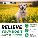 STRELLALAB - StrellaLab Dog Allergy Relief & Anti Itch Support Chews Bacon 120 Masticables 2 Pack - The Red Vitamin MX - Remedios Para La Picazón De Perros - {{ shop.shopifyCountryName }}