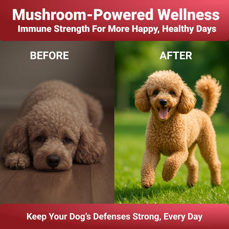 WUFFWELL - WuffWell Seven Mushrooms Powder with Vitamin C 30 Servicios 54Gr. - The Red Vitamin MX - Suplementos Herbales Para Perros - {{ shop.shopifyCountryName }}