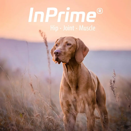 VAN BEEK - Van Beek Natural Science InPrime Canine 60 Masticables - The Red Vitamin MX - Cuidado De Cadera Y Articulaciones Para Perros - {{ shop.shopifyCountryName }}
