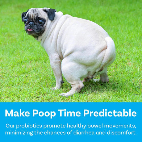 PAWSAFE - PawSafe Dog Probiotics Honey Chicken Flavor 120 Masticables - The Red Vitamin MX - Probióticos Para Perros - {{ shop.shopifyCountryName }}