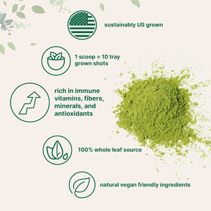 MICRO INGREDIENTS - Micro Ingredients Organic Wheat Grass Powder 454Gr. - The Red Vitamin MX - Suplementos Alimenticios - {{ shop.shopifyCountryName }}