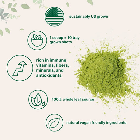 MICRO INGREDIENTS - Micro Ingredients Organic Wheat Grass Powder 454Gr. - The Red Vitamin MX - Suplementos Alimenticios - {{ shop.shopifyCountryName }}