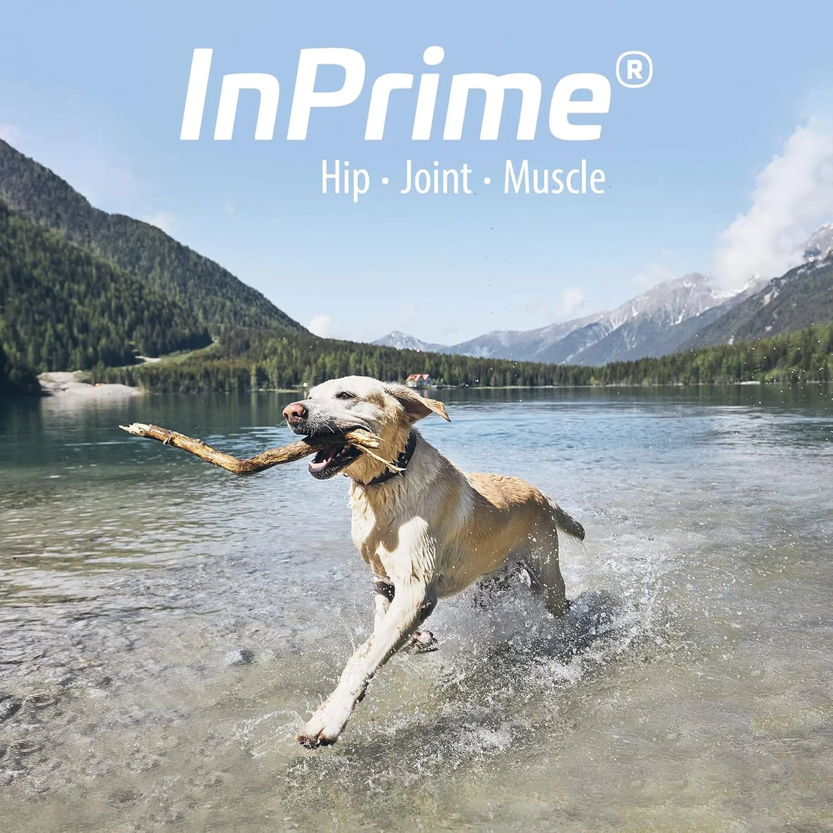 VAN BEEK - Van Beek Natural Science InPrime Canine 60 Masticables - The Red Vitamin MX - Cuidado De Cadera Y Articulaciones Para Perros - {{ shop.shopifyCountryName }}