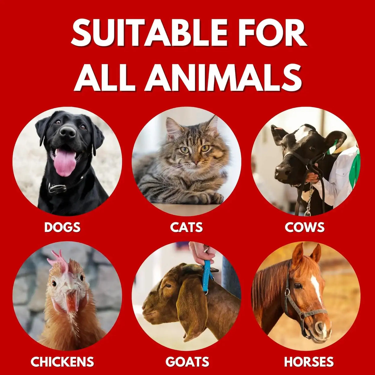 SHOW OUT - Show Out Skin & Wounds Spray for Dogs & Cat 8 Fl.Oz. - The Red Vitamin MX - Remedios Para La Picazón De Perros - {{ shop.shopifyCountryName }}