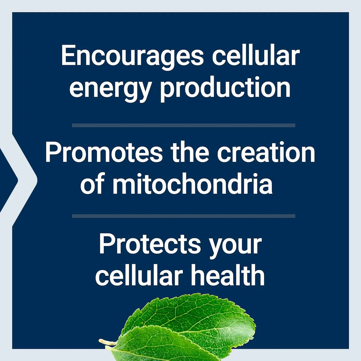 LIFE EXTENSION - Life Extension Mitochondrial Energy Optimizer with PQQ 120 Capsulas - The Red Vitamin MX - Suplementos Alimenticios - {{ shop.shopifyCountryName }}