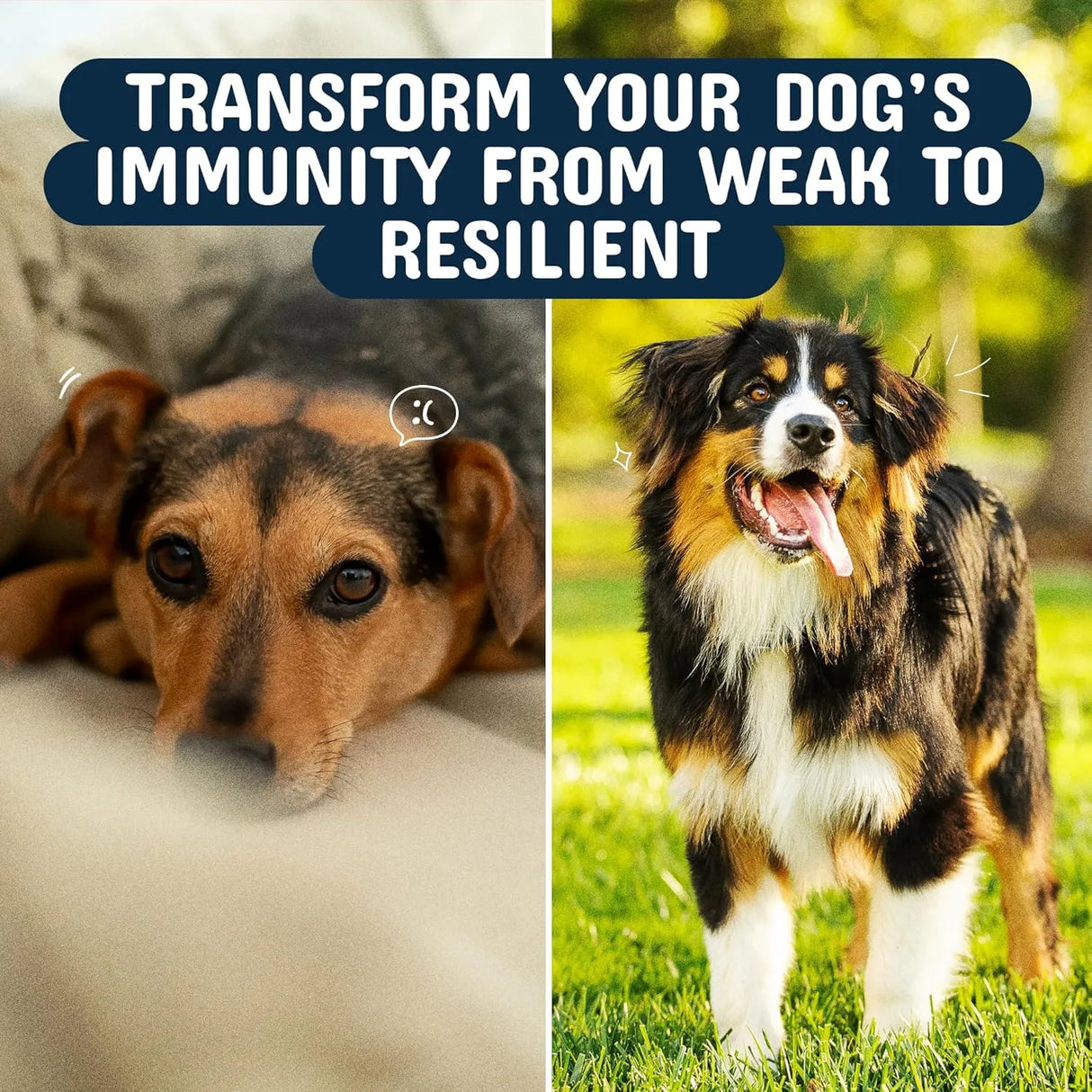 PETS ARE KIDS TOO - Pets Are Kids Too Turkey Tail Mushroom for Dogs 120 Masticables - The Red Vitamin MX - Suplementos Herbales Para Perros - {{ shop.shopifyCountryName }}