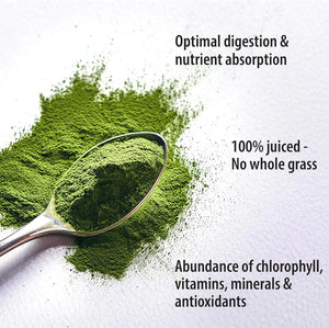 ORGANIC TRADITIONS - Organic Traditions Organic Wheat Grass Powder 150Gr. - The Red Vitamin MX - Suplementos Alimenticios - {{ shop.shopifyCountryName }}