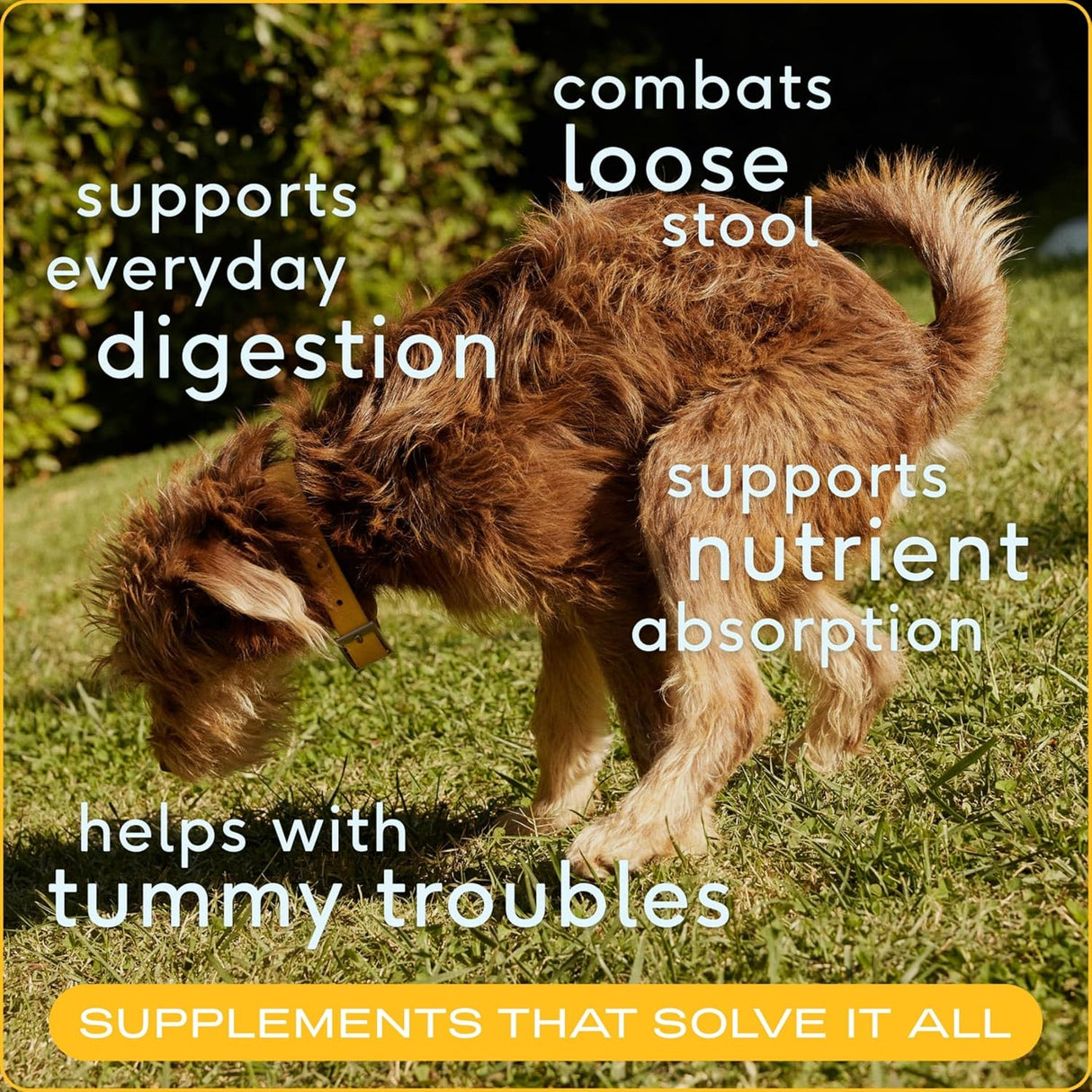 Native Pet Pumpkin for Dogs 30 Servicios 227Gr.