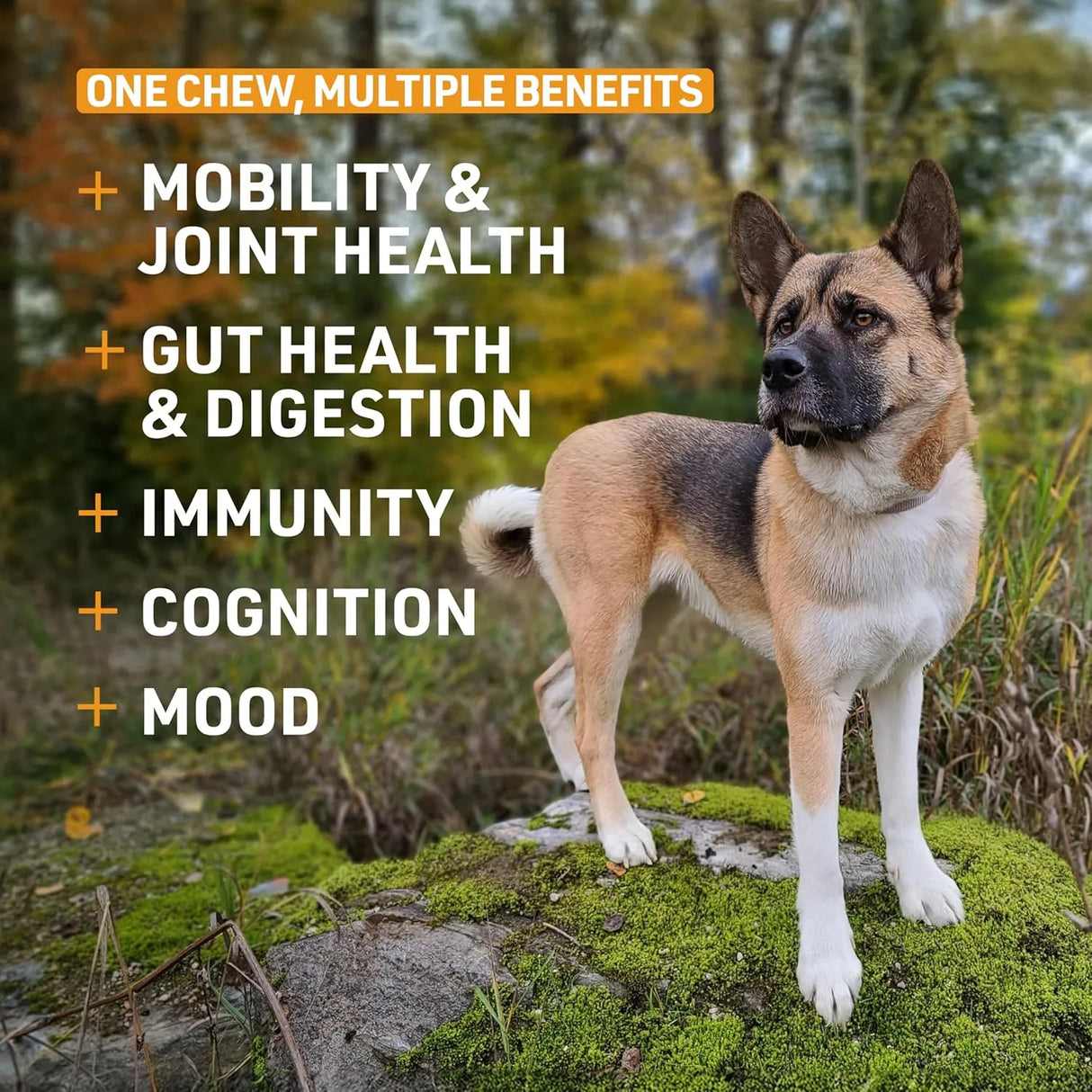 VETERINARY FORMULA - Veterinary Formula Senior Support Joint Supplement for Dogs 30 Masticables - The Red Vitamin MX - Cuidado De Cadera Y Articulaciones Para Perros - {{ shop.shopifyCountryName }}