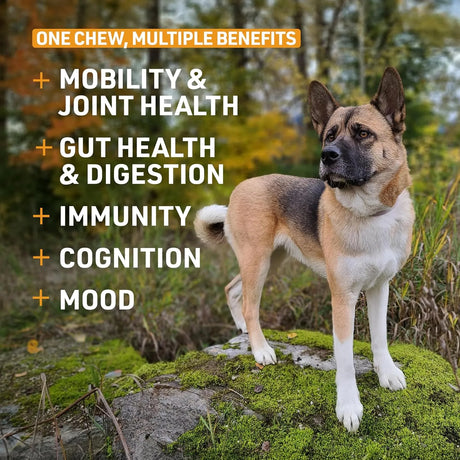 VETERINARY FORMULA - Veterinary Formula Senior Support Joint Supplement for Dogs 30 Masticables - The Red Vitamin MX - Cuidado De Cadera Y Articulaciones Para Perros - {{ shop.shopifyCountryName }}