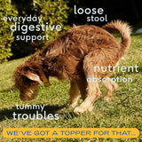 Native Pet Pumpkin for Dogs 60 Servicios 453Gr.