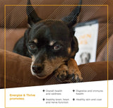 VETRISCIENCE - VetriScience Golden Years Energize and Thrive Complete Daily Multivitamin 60 Masticables - The Red Vitamin MX - Multivitamínicos Para Perros - {{ shop.shopifyCountryName }}