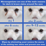 ARAVA - Arava Pet Eye Wipes for Dogs Cats Puppies & Kittens 100 Toallitas - The Red Vitamin MX - Cuidado De Los Ojos De Los Perros - {{ shop.shopifyCountryName }}