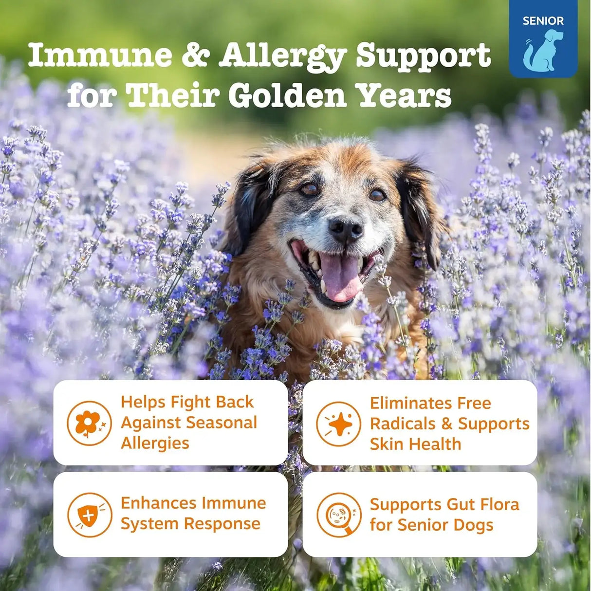 ZESTY PAWS - Zesty Paws Senior Advanced Dog Allergy Relief 90 Masticables - The Red Vitamin MX - Remedios Para La Picazón De Perros - {{ shop.shopifyCountryName }}