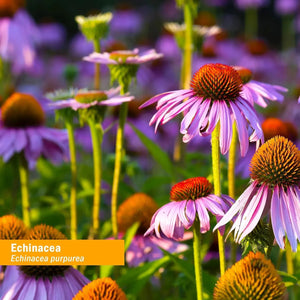 HERB PHARM - Herb Pharm Organic Echinacea Root Extract 4 Fl.Oz. - The Red Vitamin MX - Suplementos Alimenticios - {{ shop.shopifyCountryName }}