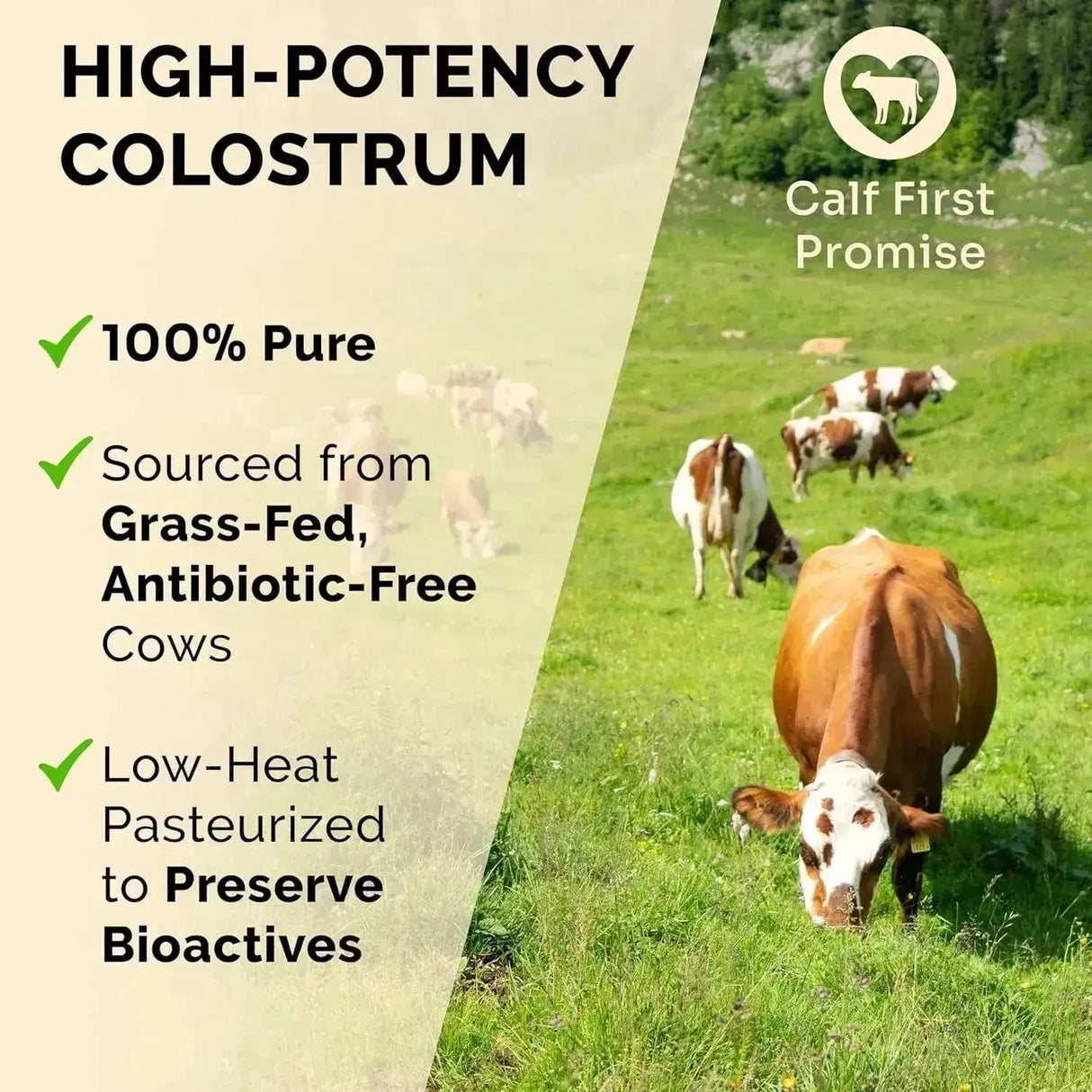 SCHIFFER HEALTH - SCHIFFER HEALTH Premium Colostrum Unflavored 90Gr. - The Red Vitamin MX - Suplementos Alimenticios - {{ shop.shopifyCountryName }}