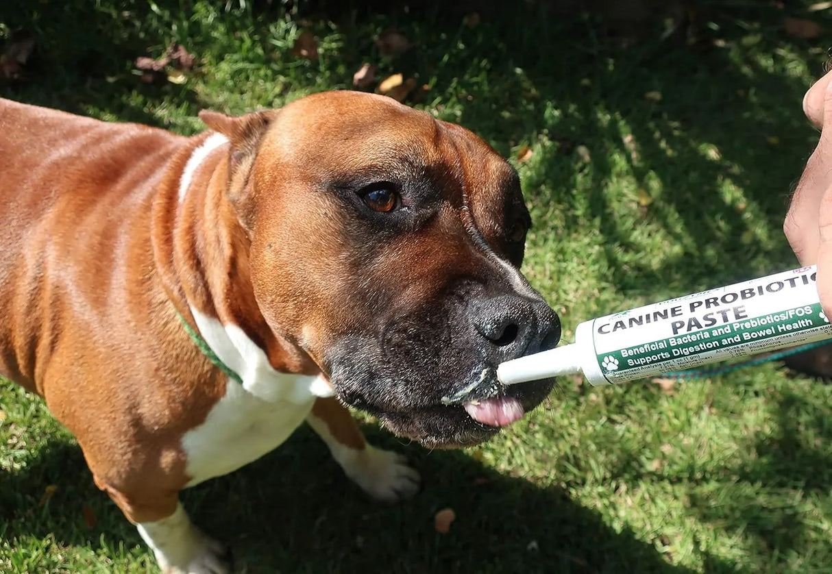 DOGZYMES - Dogzymes Canine Probiotic Paste Beneficial Bacteria-Enzyme 30Gr. - The Red Vitamin MX - Probióticos Para Perros - {{ shop.shopifyCountryName }}