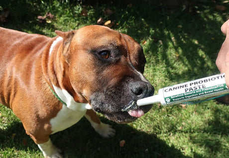 DOGZYMES - Dogzymes Canine Probiotic Paste Beneficial Bacteria-Enzyme 30Gr. - The Red Vitamin MX - Probióticos Para Perros - {{ shop.shopifyCountryName }}